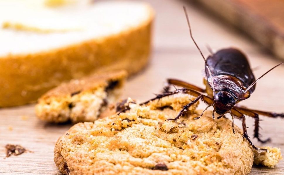 Cockroach Eating Cookie